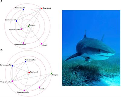 Blue carbon ecosystems and shark behaviour: an overview of key relationships, network interactions, climate impacts, and future research needs